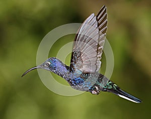 Violet Sabrewing humming bird photo