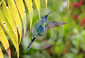 Violet Sabrewing Hummingbird photo