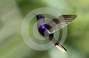 Violet Sabrewing hummingbird  Campylopterus hemileucus in flight, photo