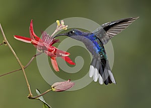 Violet Sabrewing hummingbird, Costa Rica