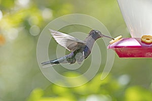 Violet Sabrewing Hummingbird in Flight