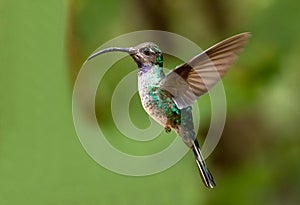 Violet Sabrewing hummingbird in flight,Panama
