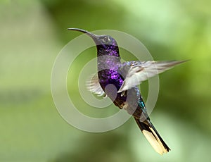 Violet Sabrewing hummingbird in flight, Panama