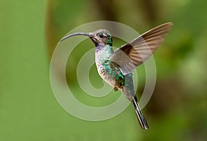 Violet Sabrewing hummingbird in flight,Panama photo