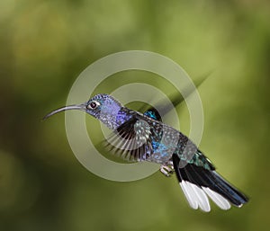Violet Sabrewing male