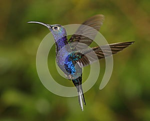 Violet Sabrewing male photo