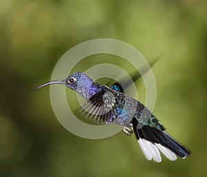 Violet Sabrewing male photo