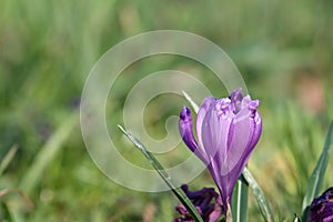 Violet saffron detail