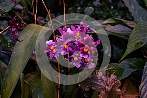 Violet Sagittarius elite. Saintpaulia varieties AE-Amur Elite Arkhipov with beautiful white violet flowers photo