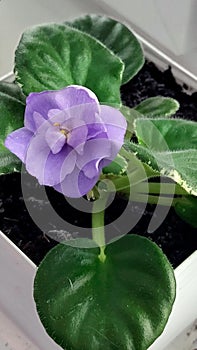 Violet saintpaulia in white flower pot