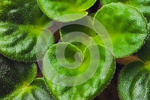 Violet saintpaulias green leaves, macro shot, house plant and nature background.