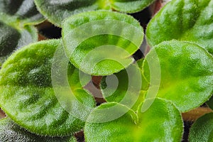 Violet saintpaulias green leaves, macro shot, house plant and a nature background