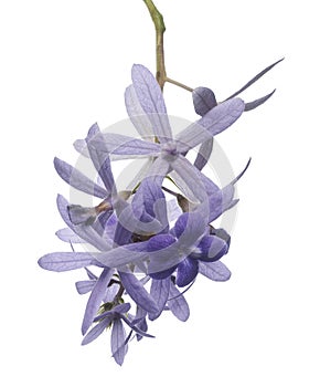 Violet Sandpaper Vine, Petrea Vine isolated on white background, with clipping path