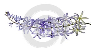 Violet Sandpaper Vine, Petrea Vine isolated on white background, with clipping path