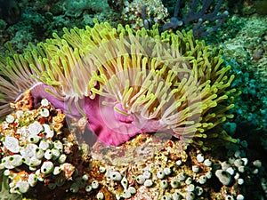 Violet sea anemone