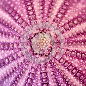 Violet sea urchin shell close up, natural background