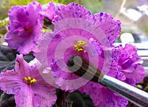 Violet senpolia Rosi with beautiful pink flowers with purple spots and an artist`s brush photo