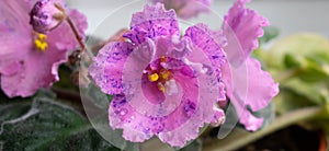 Violet senpolia Rosi with beautiful pink flowers with purple spots with water droplets photo