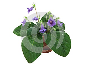 Violet sinningia