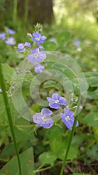 Violet small garden flowers on green leaves background