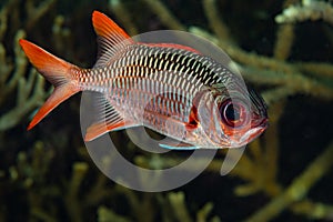 violet solderfish bigeye red fish