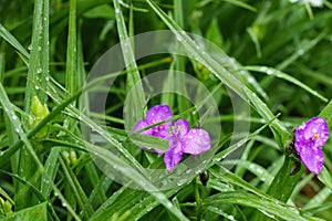 Violet spiderwort, Tradescantia virginiana close up. Blurred background.