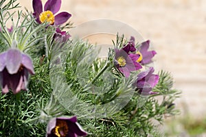 Violet spring easter flowers Pulsatilla patens