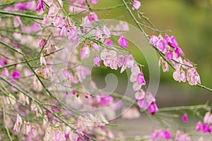 Violet Spring Flowers