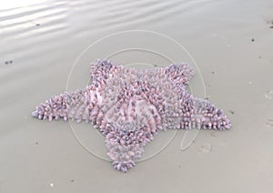 Violet starfish on sandy beach 3d illustration