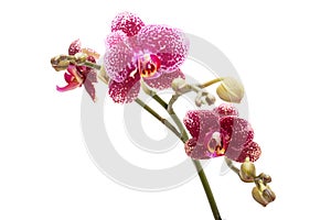 Violet streaked orchid flower