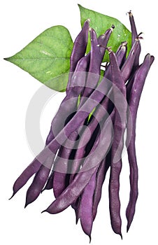 Violet string beans isolated on a white.