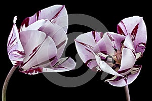 Violet striped tulip flower head
