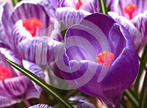 Violet and stripped crocus spring flowers