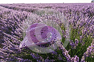 Violet sun hat over lavender bush in the lavender field in blossom.