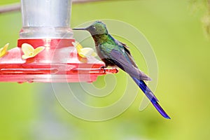 Violet-tailed Sylph   843924