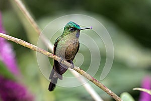 Violet-tailed Sylph  Aglaiocercus coelestis hummingbird,Ecuador