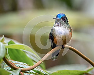 Violet-tailed Sylph Aglaiocercus coelestis resting on a curved branch in the biogeographic choco