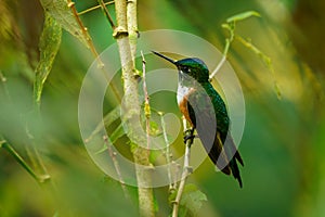 Violet-tailed Sylph - Aglaiocercus coelestis species of bird hummingbird in the coquettes, tribe Lesbiini of subfamily Lesbiinae,