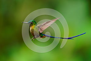 Violet-tailed Sylph - Aglaiocercus coelestis species of bird hummingbird in the coquettes, tribe Lesbiini of subfamily Lesbiinae,