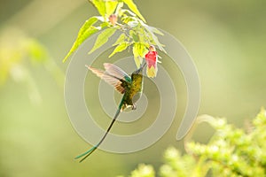 Violet-tailed Sylph howering next to yellow and orange flower, Colombia hummingbird with outstretched wings,hummingbird sucking ne