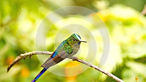 Violet-tailed Sylph hummingbird