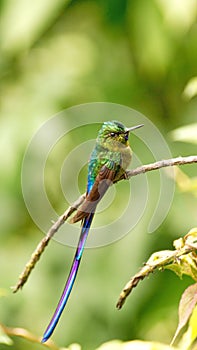 Violet-tailed Sylph hummingbird