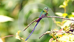 Violet-tailed Sylph hummingbird