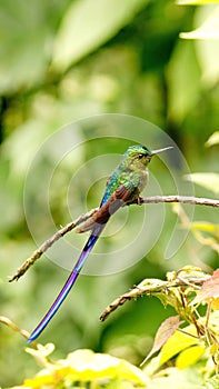 Violet-tailed Sylph hummingbird