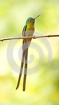 Violet-tailed Sylph hummingbird