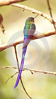 Violet-tailed Sylph hummingbird