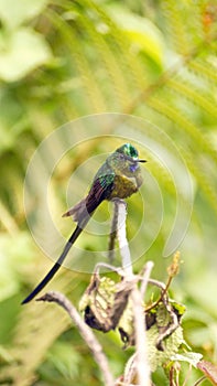 Violet-tailed Sylph hummingbird