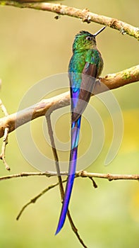 Violet-tailed Sylph hummingbird