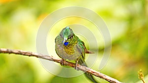 Violet-tailed Sylph hummingbird