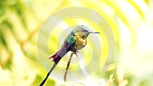 Violet-tailed Sylph hummingbird